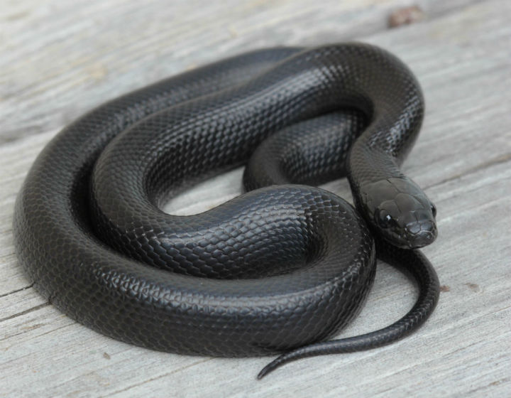 Mexican Black Kingsnake